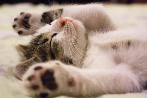 A happy cat boosting your mood