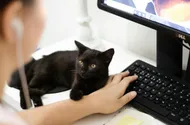 how-i-accidentally-became-productive-by-watching-cat-videos