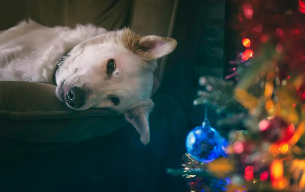 A mischievous dog and a toppled tree