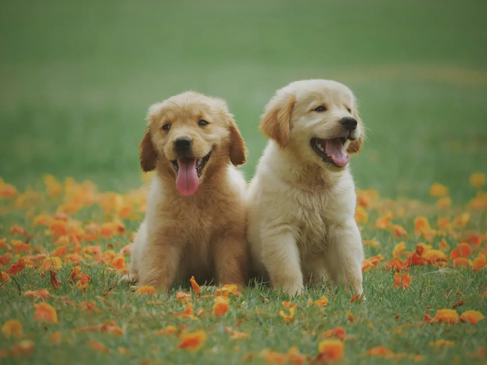 Happy dogs