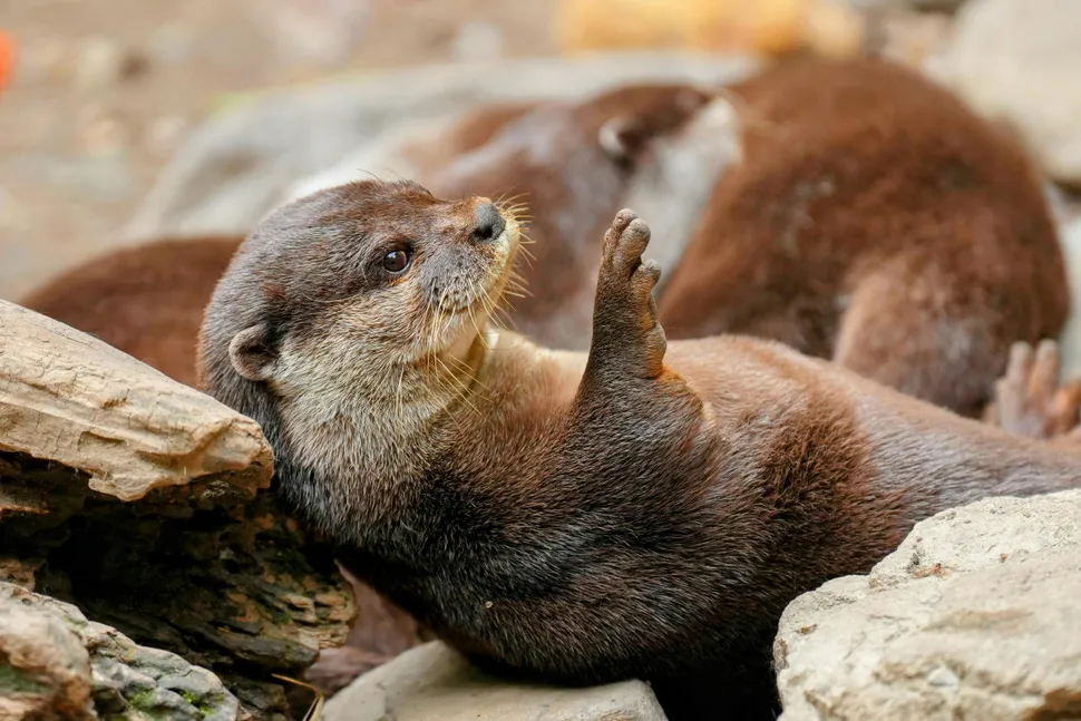 Relaxing otter